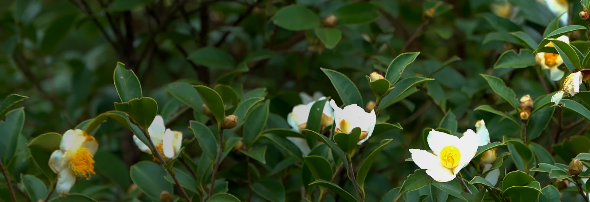 山茶油种植基地